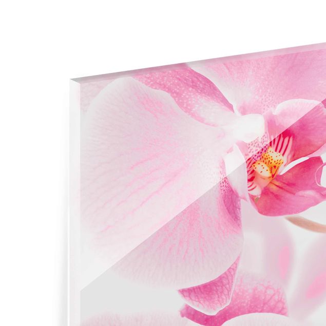Glasbild - Delicate Orchids - Panorama Quer