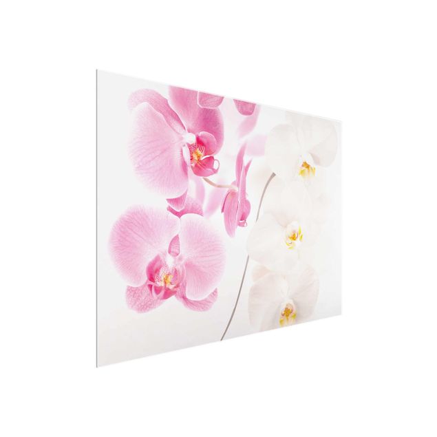 Glasbilder Delicate Orchids
