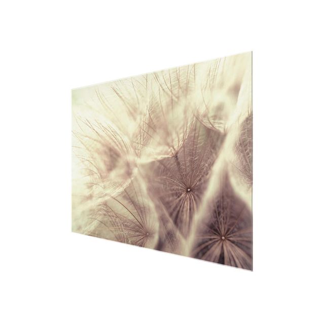 Glasbild - Detailreiche Pusteblumen Makroaufnahme mit Vintage Blur Effekt - Quer 3:2 - Blumenbild Glas