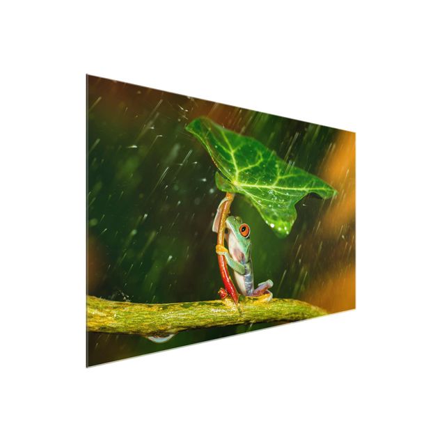 Glasbild - Ein Frosch im Regen - Querformat 2:3