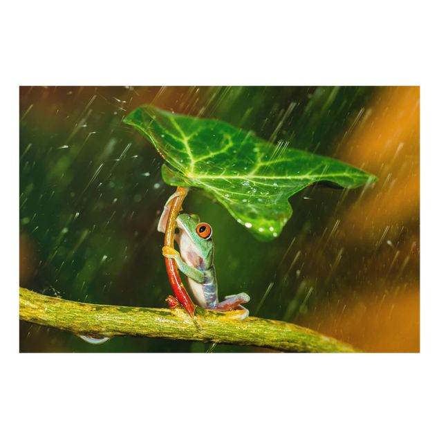 Glasbild - Ein Frosch im Regen - Querformat 2:3