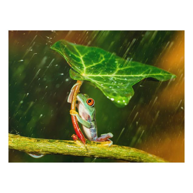 Bilder auf Glas Ein Frosch im Regen