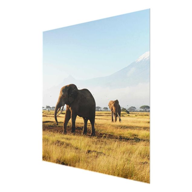 Glasbild Afrika - Elefanten vor dem Kilimanjaro in Kenya - Quadrat 1:1