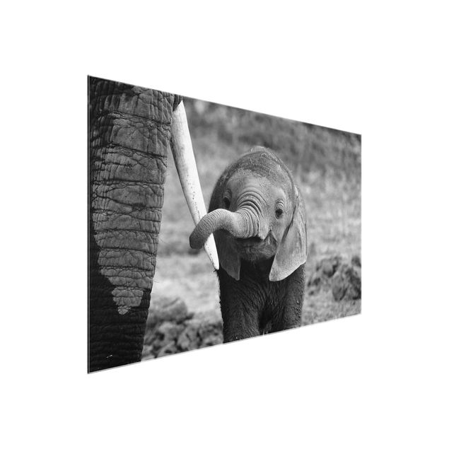 Bilder Elefantenbaby