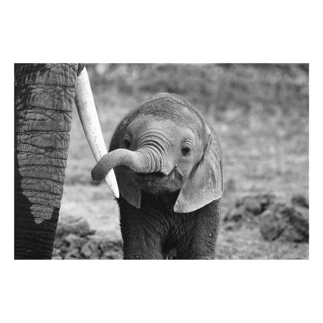 Glasbilder Elefantenbaby