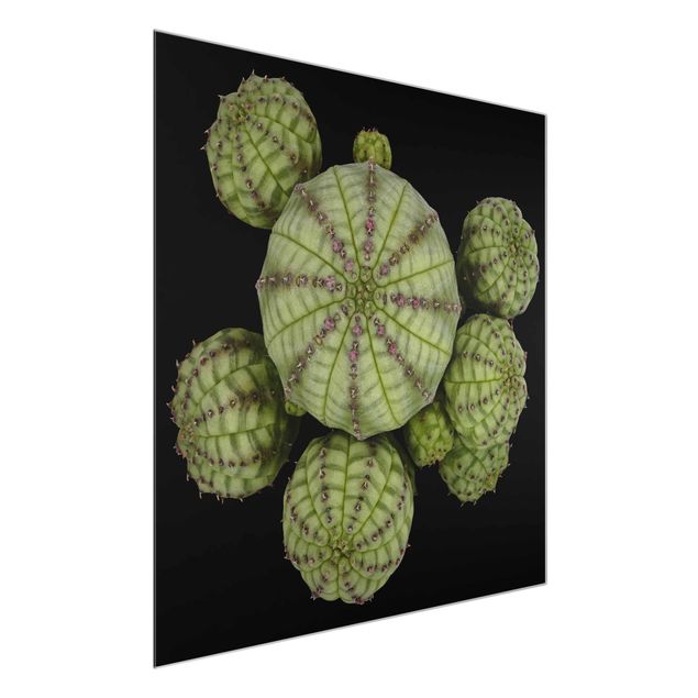 Glasbilder Euphorbia - Seeigelwolfsmilch