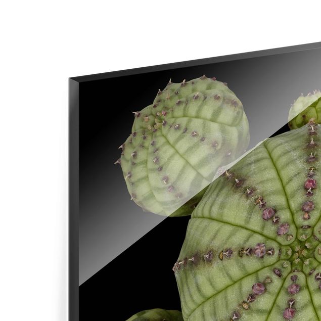 Glasbild - Euphorbia - Seeigelwolfsmilch - Quadrat 1:1