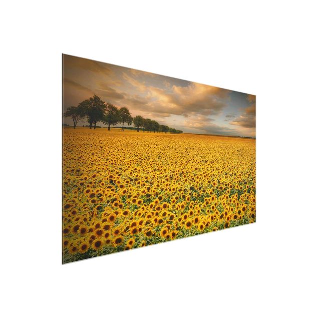 Bilder Feld mit Sonnenblumen