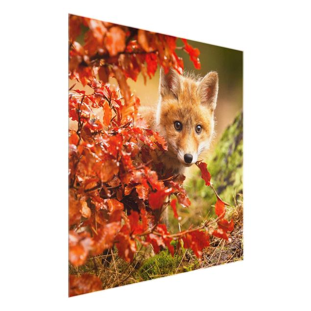 schöne Bilder Fuchs im Herbst