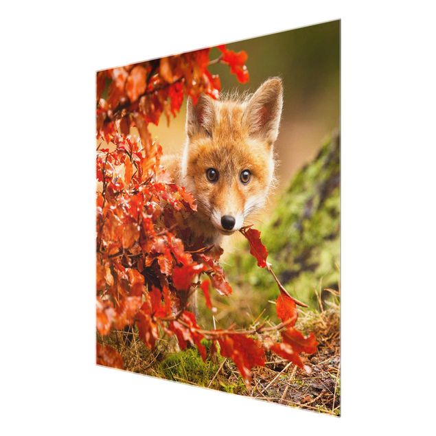 Glasbild - Fuchs im Herbst - Quadrat 1:1