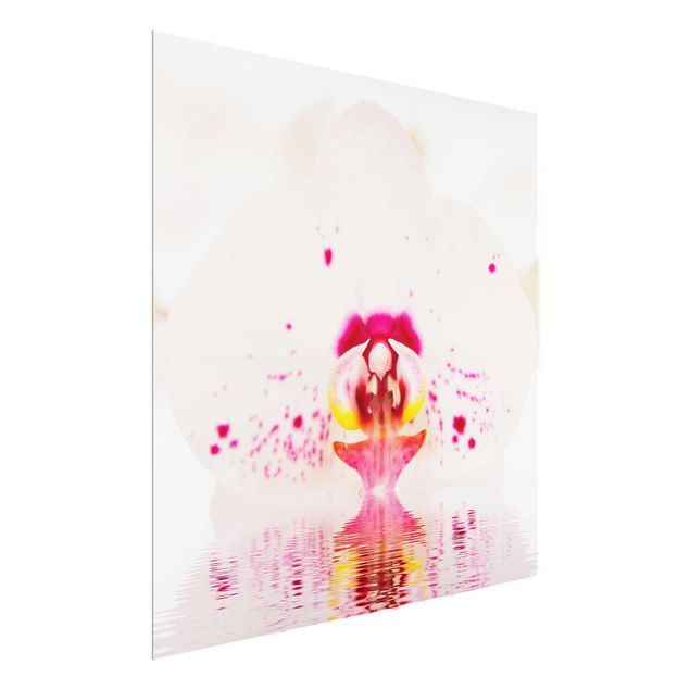 Bilder auf Glas Gepunktete Orchidee auf Wasser