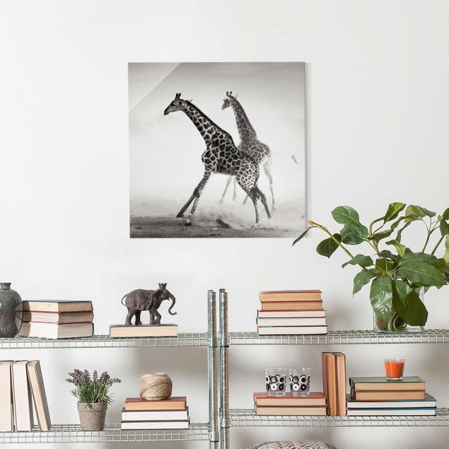 Glasbilder Schwarz-Weiß Giraffenjagd