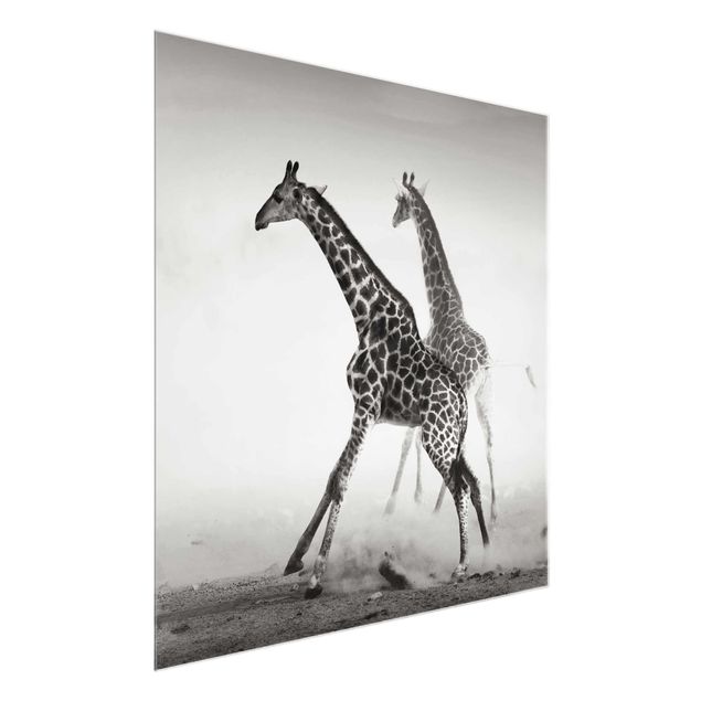 schöne Bilder Giraffenjagd