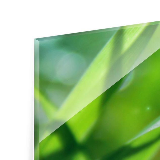 Glasbild - Green Ambiance II - Panorama Quer