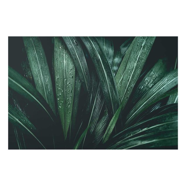 Glasbild - Grüne Palmenblätter - Querformat 3:2
