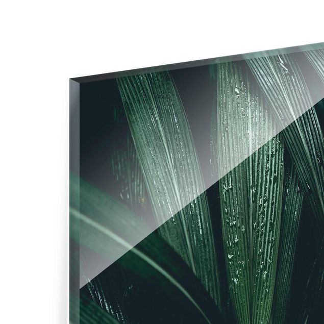 Glasbild - Grüne Palmenblätter - Querformat 3:2