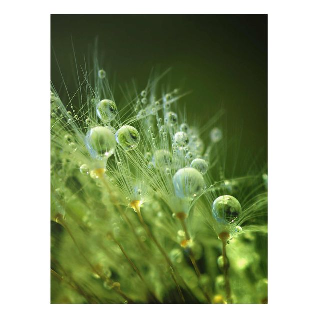Glasbild - Grüne Samen im Regen - Hochformat 4:3