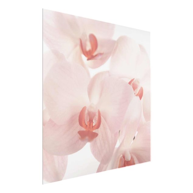 Bilder auf Glas Helle Orchidee - Svelte Orchids