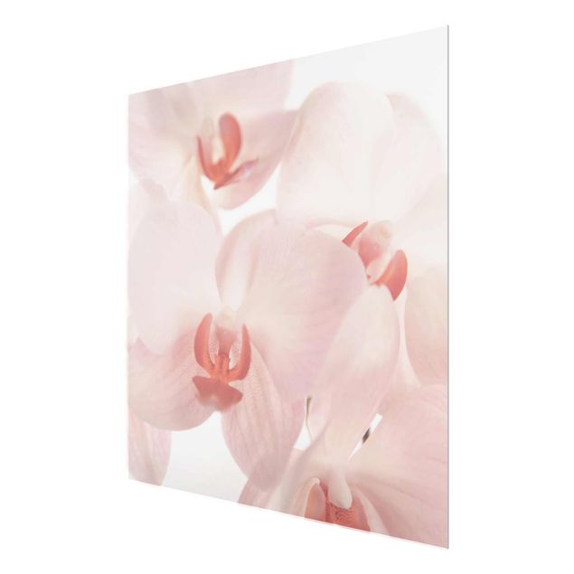 Glasbild - Helle Orchidee - Svelte Orchids - Quadrat 1:1