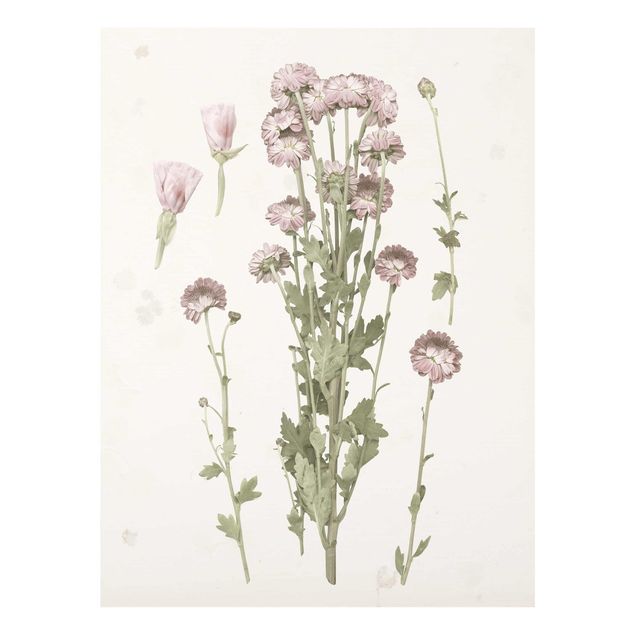 Glasbild - Herbarium in rosa I - Hochformat 4:3