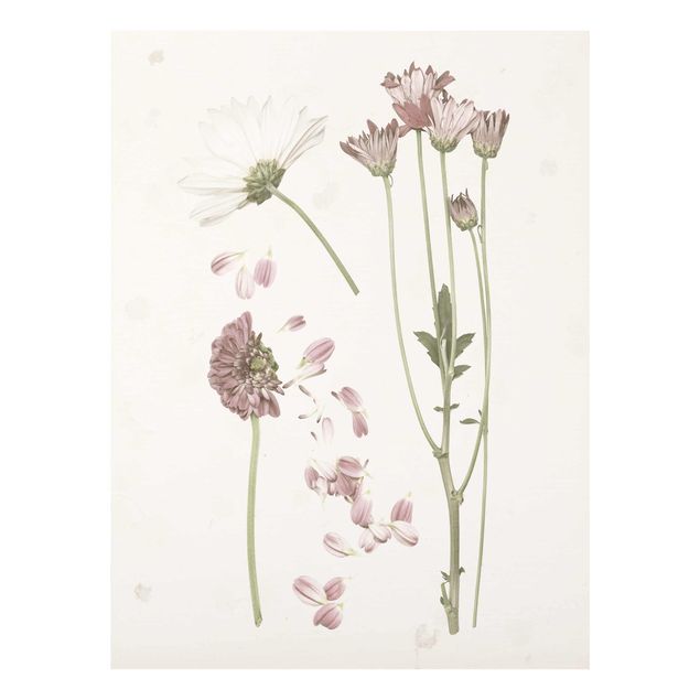 Glasbild - Herbarium in rosa II - Hochformat 4:3
