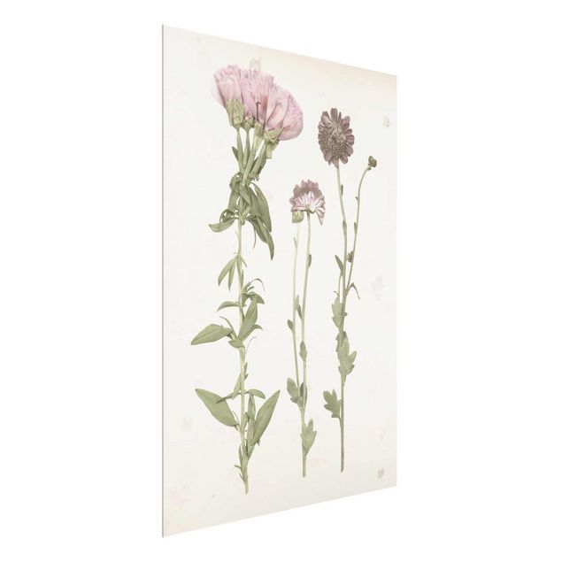Glas Wandbilder Herbarium in rosa III