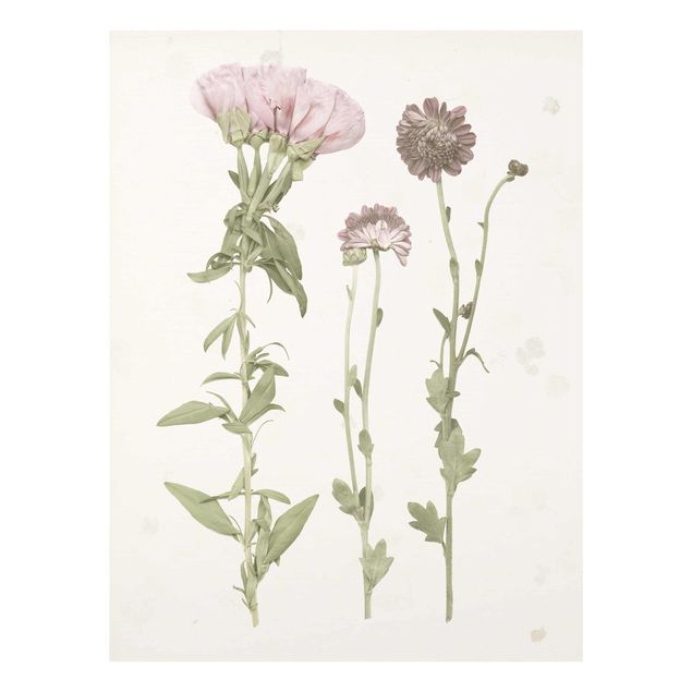 Glasbild - Herbarium in rosa III - Hochformat 4:3