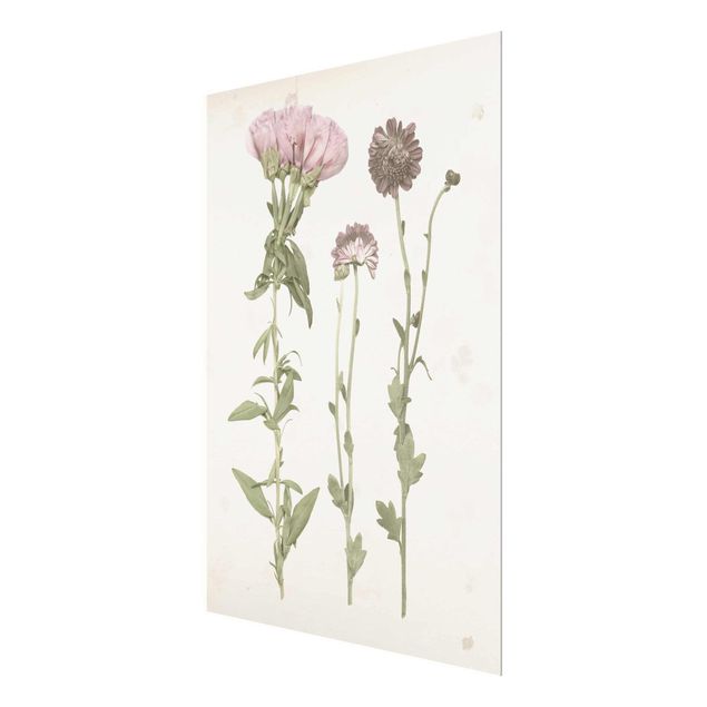 Glasbild - Herbarium in rosa III - Hochformat 4:3