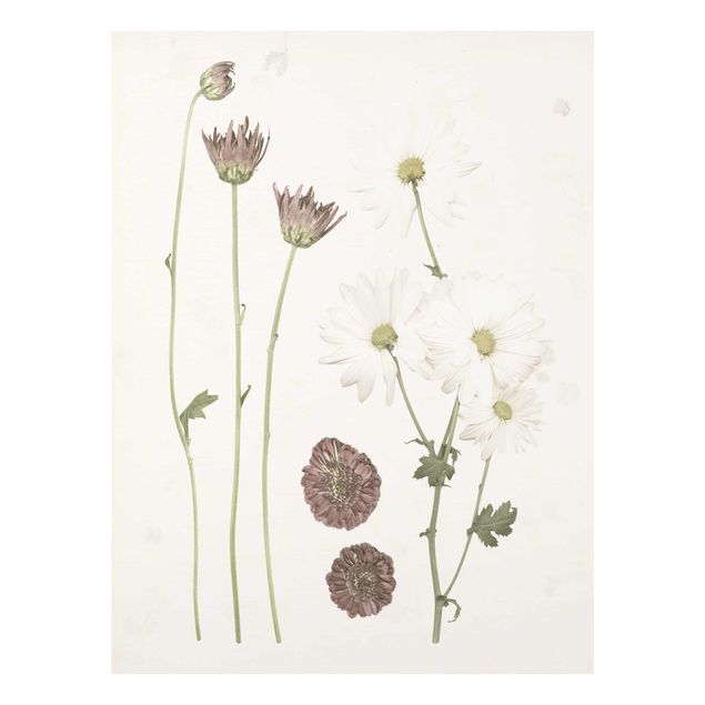 Glasbild - Herbarium in rosa IV - Hochformat 4:3