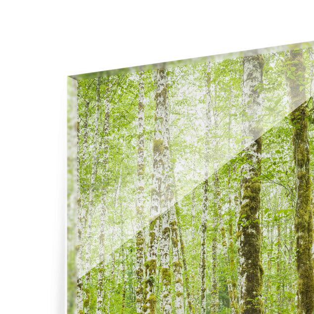 Glasbild - Hoh Rainforest Olympic National Park - Quadrat 1:1