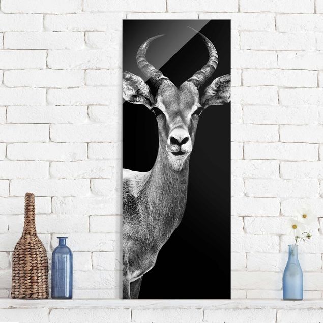 Glas Wandbilder XXL Impala Antilope schwarz-weiss
