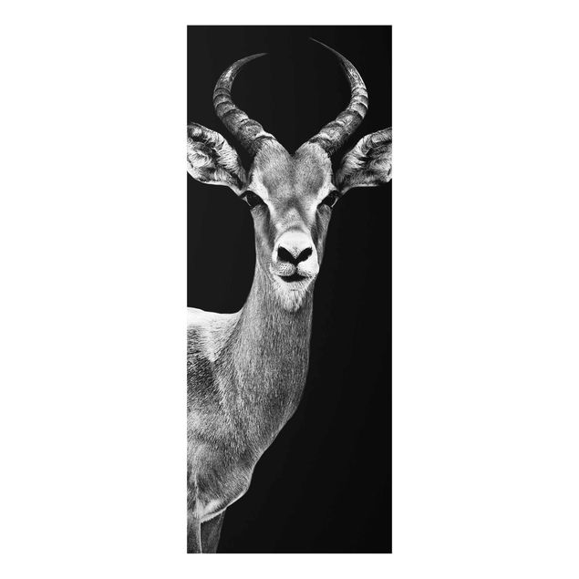 Glas Wandbilder Impala Antilope schwarz-weiss