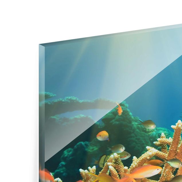 Glasbild - Korallenriff - Panorama Quer