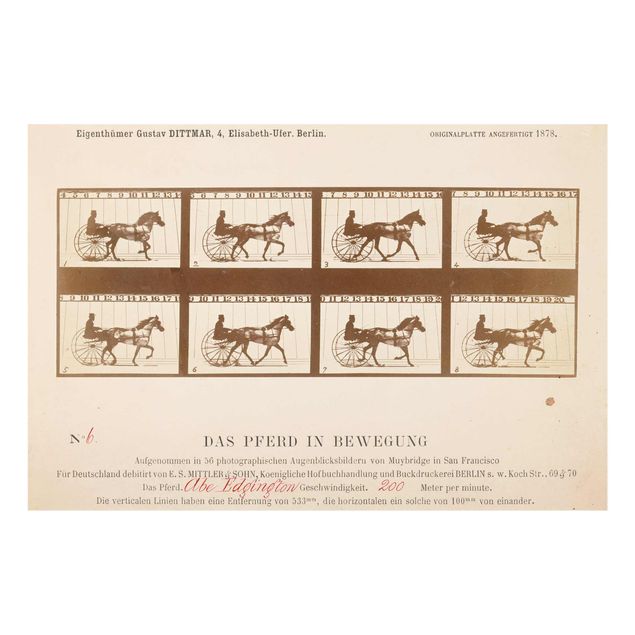 Glasbild - Kunstdruck Eadweard Muybridge - Das Pferd in Bewegung - Quer 3:2