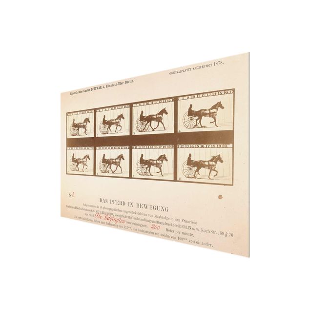 Glasbild - Kunstdruck Eadweard Muybridge - Das Pferd in Bewegung - Quer 3:2