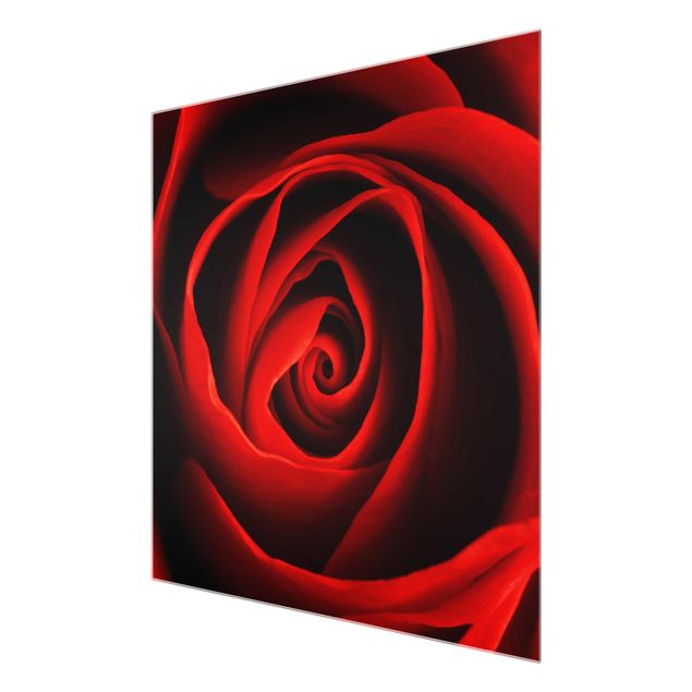 Glasbild - Liebliche Rose - Quadrat 1:1 - Blumenbild Glas