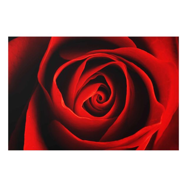 Glasbild - Liebliche Rose - Quer 3:2 - Blumenbild Glas