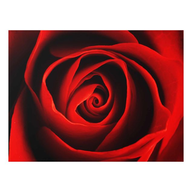 Glasbild - Liebliche Rose - Quer 4:3 - Blumenbild Glas