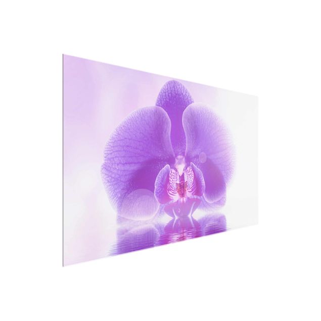 Bilder auf Glas Lila Orchidee auf Wasser