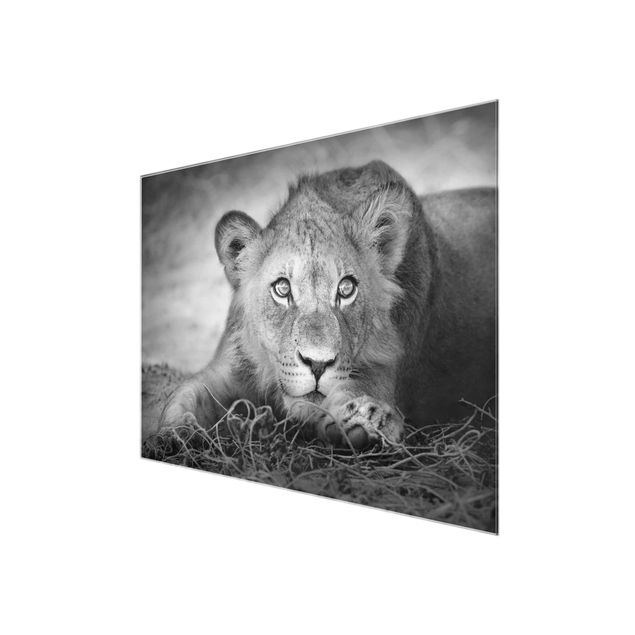 Glasbild - Lurking Lionbaby - Quer 4:3