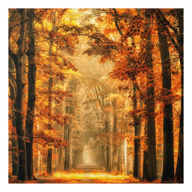 Glasbild - Märchenwald im Herbst - Quadrat 1:1