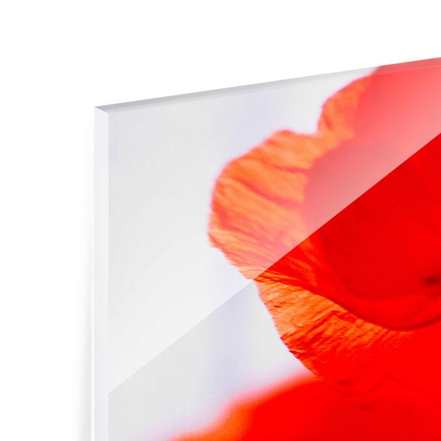 Glasbild - Magic Poppies - Panorama Quer - Blumenbild Glas