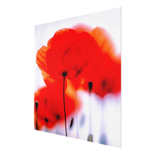 Glasbild Mohnblume - Magic Poppies - Blumenbild Glas Quadrat 1:1