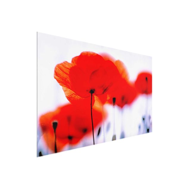 Glasbild - Magic Poppies - Quer 3:2 - Blumenbild Glas
