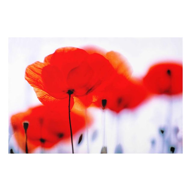 Glasbild - Magic Poppies - Quer 3:2 - Blumenbild Glas