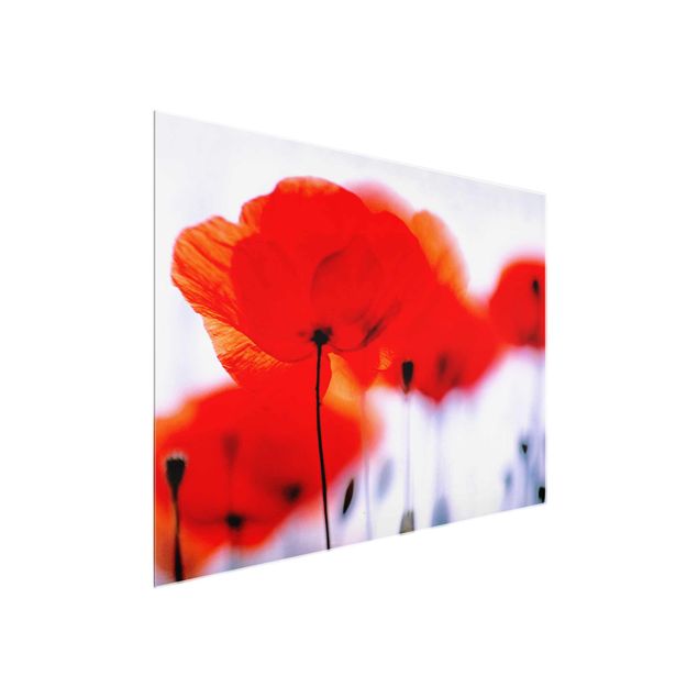 Glasbild - Magic Poppies - Quer 4:3 - Blumenbild Glas