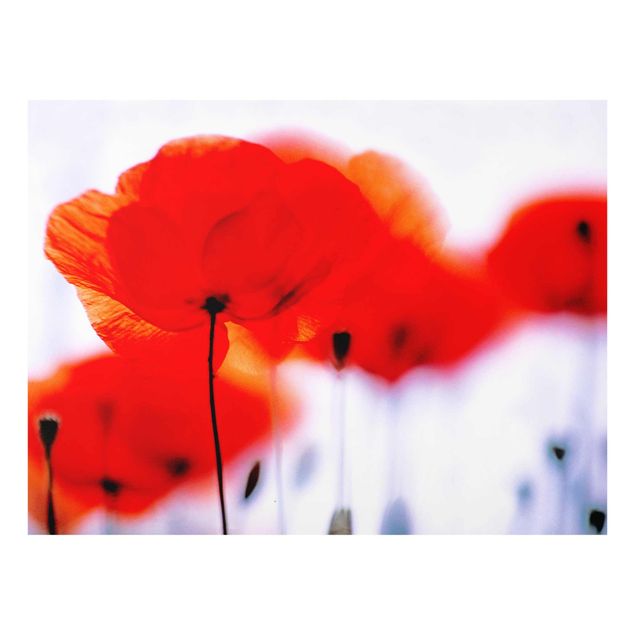 Glasbild - Magic Poppies - Quer 4:3 - Blumenbild Glas