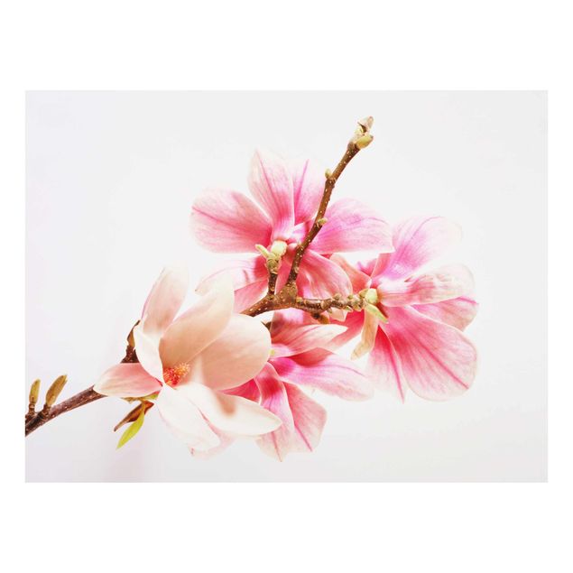 Glasbild - Magnolienblüten - Quer 4:3