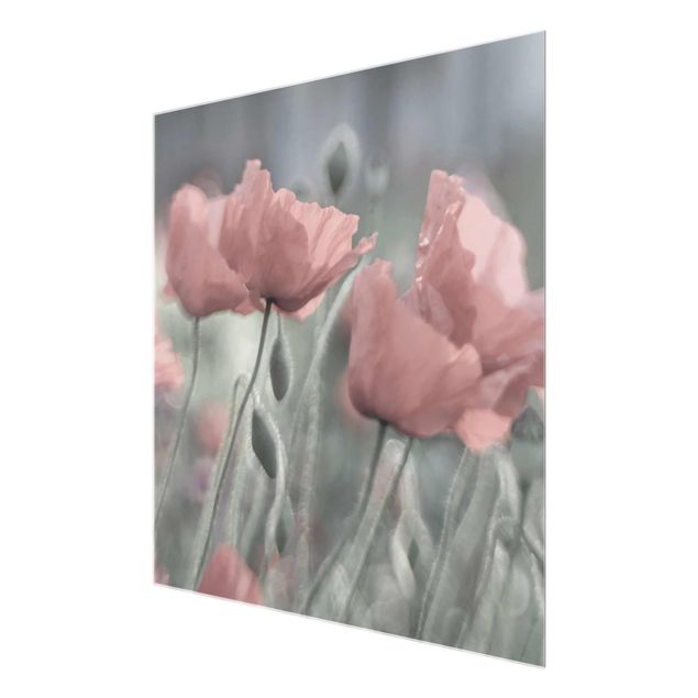 Glasbild - Malerische Mohnblumen - Quadrat 1:1