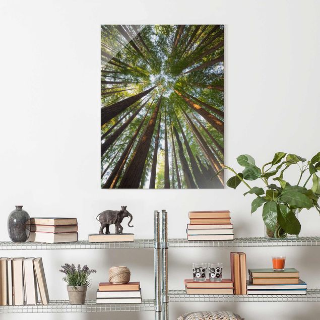 Wandbilder Glas Natur Mammutbaum Baumkronen